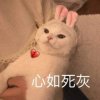 悲 :(