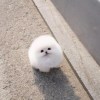 wadashi_trash