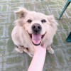 雅歷