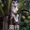 蔚o