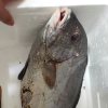 鹹魚蕃生