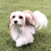 Doogie
