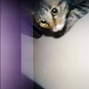 歪特静