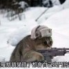 柴郡貓不說話