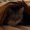 不是猫猫猫大爷