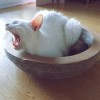 毛大埋
