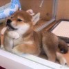 傻白