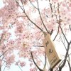 純
