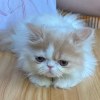 小梅
