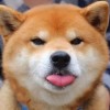 叮叮丁