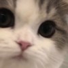 556