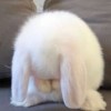菡