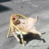 妤安