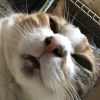 CY