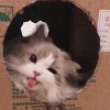 haku