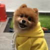 五月