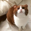 Meowmoew May