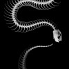 Achybone