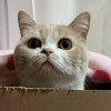 Acuyo