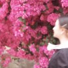 玫瑰彩貝