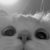 QQ
