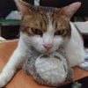 meng_hsiang_miao