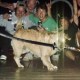 Doggg