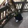 吖珊