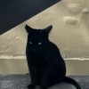 Raku