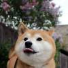 Shiba