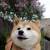 Shiba