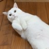 彡