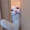 BaconcatTW