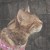 Bako_0621