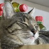 Bigcatmic