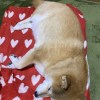 劉檸檬