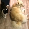 陳欣廷