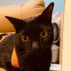 Cat Lun