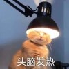 大尾巴兔