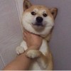 炫
