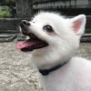 Chilling dog
