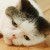 fuzzface