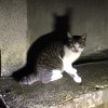 nekotopia99