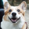 Corgi_Rocket