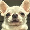 瘋狂軟糖