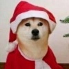 Cribug