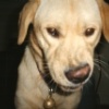 Amore mia