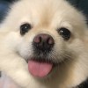 王彥承