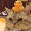 DanGa