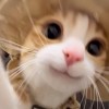 貳拾貳